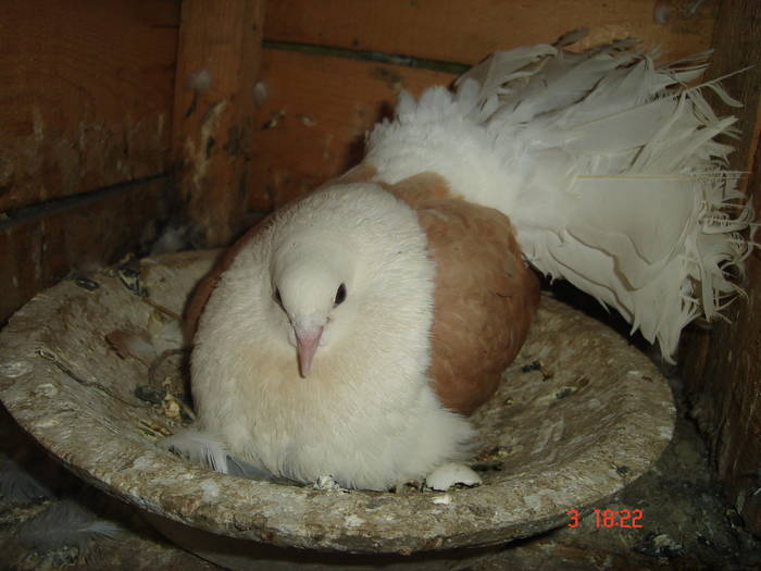 141 - D Porumbei Voltati Vechi