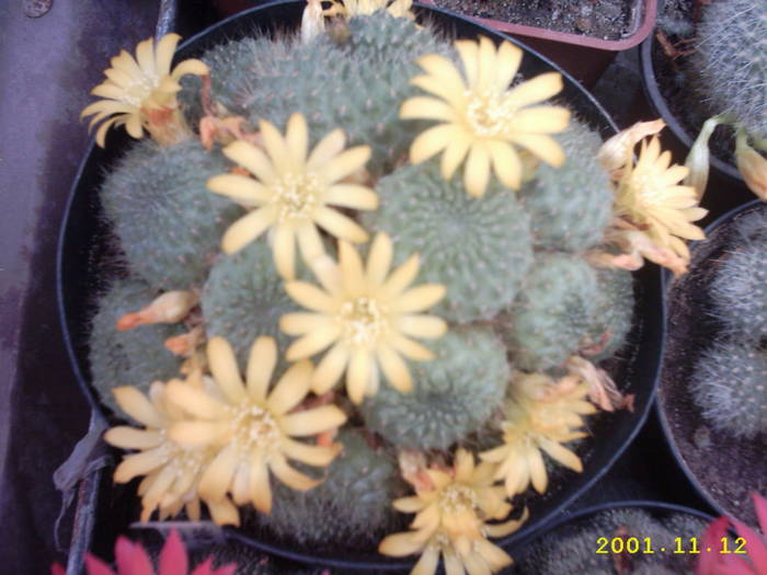 57-Rebutia ?