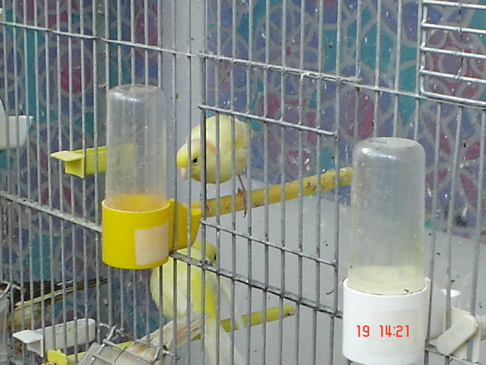 DSC04006 - canari poze 2009