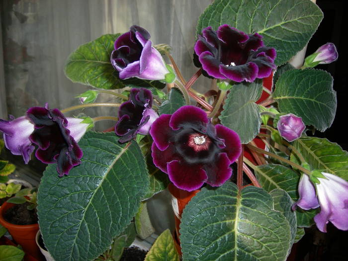 Gloxinia mov inchis