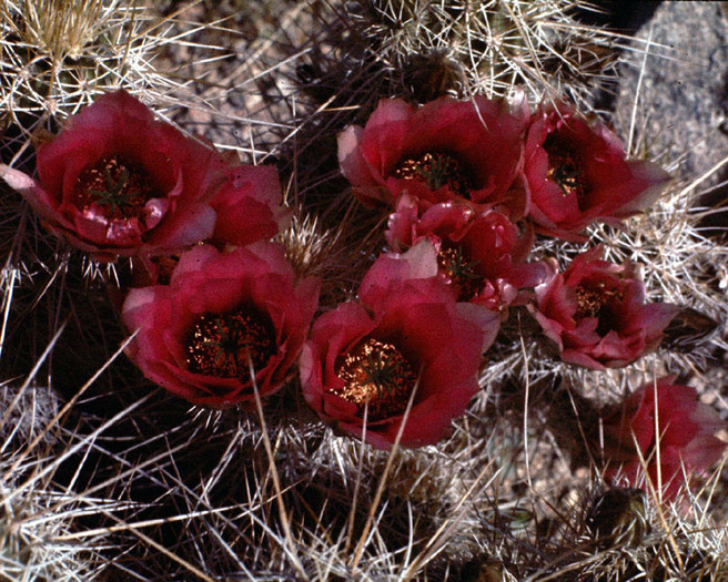 Cactus Flowers