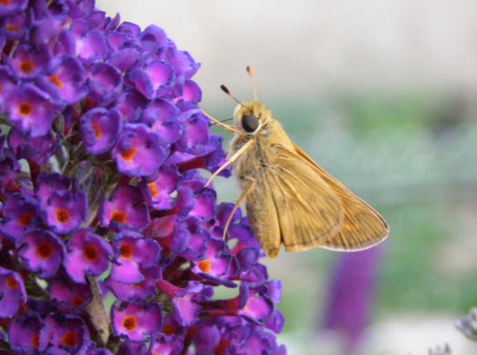 ButterflyPurple - flori