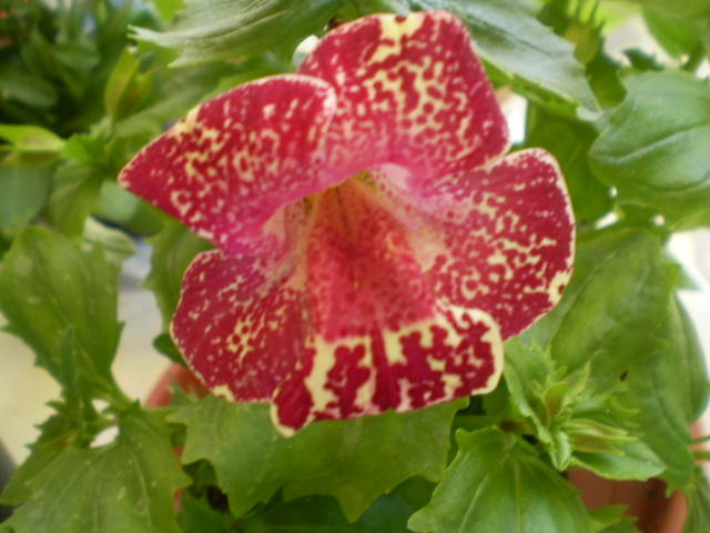mimulus