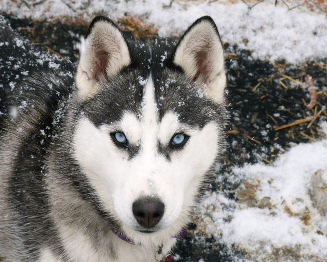 husky in zapada - Cool