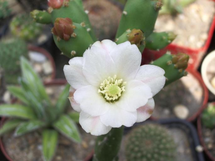 Opuntia salmiana - floare