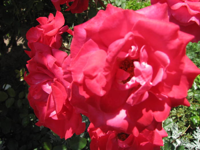 Trandafir Nina Weibull 17 iun 2009 (1) - trandafiri