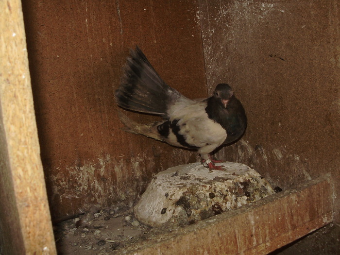 P9061437 - 1709 Marian Anghel