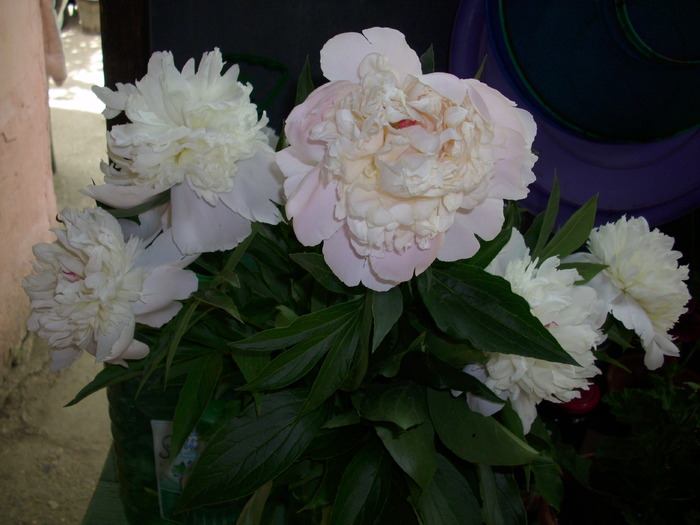 DSCI0261 - flori din gradina mea