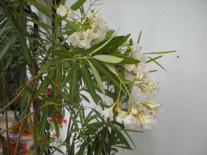 Picture 020; 3.75mb jpeg 1/3/2009 5:07am
