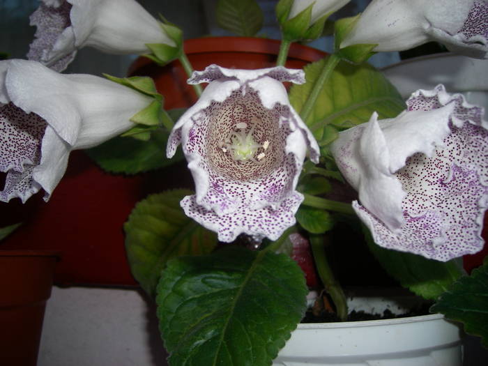 Tigrina blue