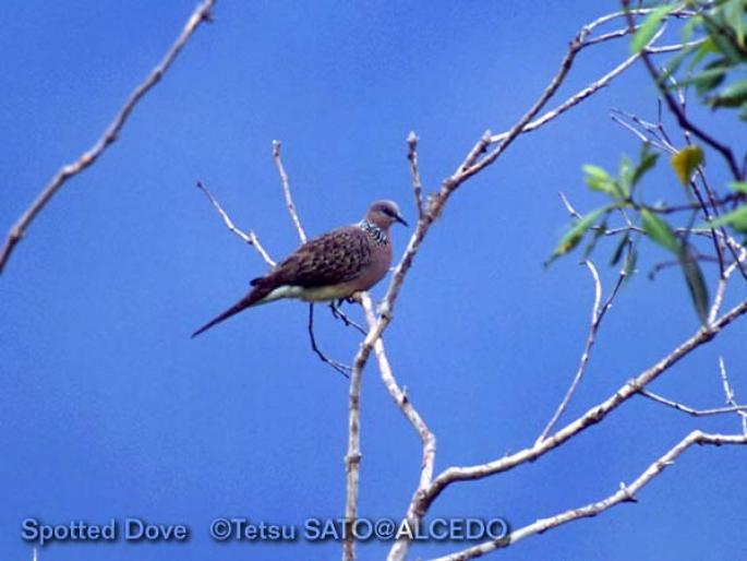 spotted_dove - Porumbei salbatici