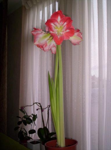 Amaryllis bakker 6 dec.2007 (1 - hippeastrum - amaryllis