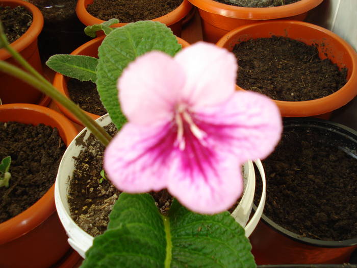 Tina - STREPTOCARPUS 2009-2010