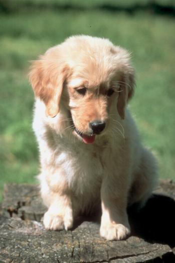 miiiiiiiicutz - animale