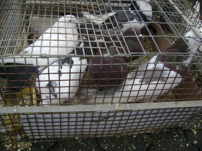 DSC05702 - Expozitie Sancraiu de Mures 2009 - Targ