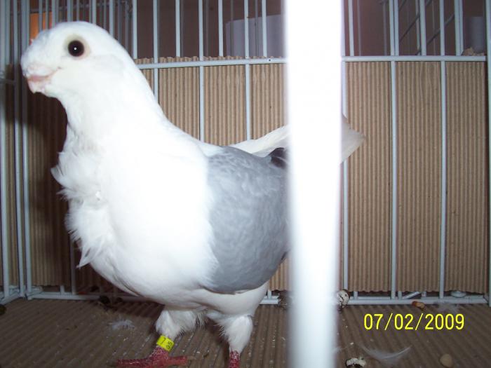 Expo Oradea 2009 035