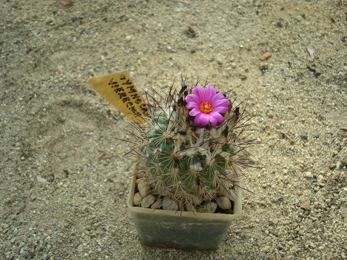 Gymnocactus  vierechii - Cactusi