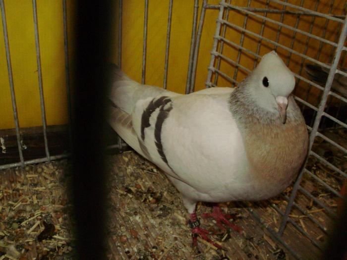 11512 thurgauer mehlfarbige 1