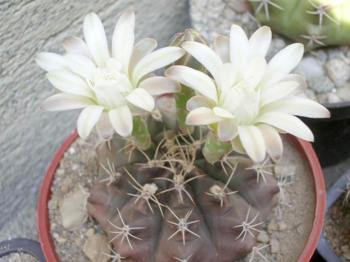  - Gymnocalycium