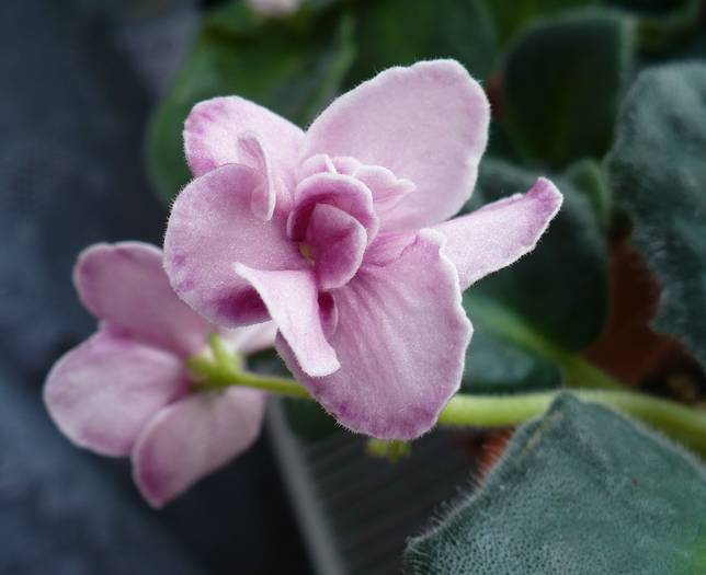 Bob Serbin - sport - Saintpaulia - violete de camera