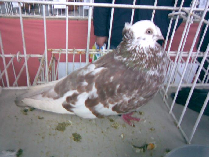 ardeal bim pestrit 1