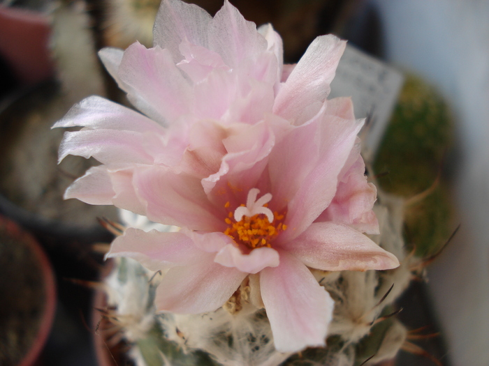 Turbinicarpus lophophoroides