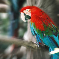Macaw