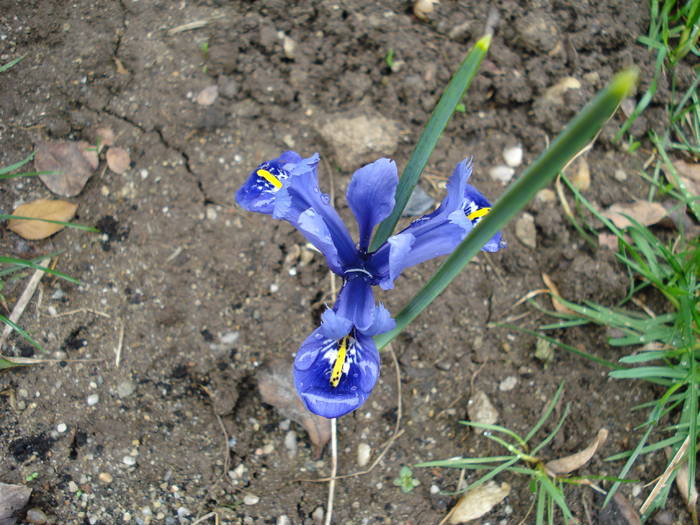 Iris reticulata Harmony (2009, April 01) - Iris reticulata Harmony