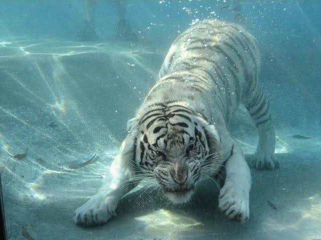 tiger underwater 2