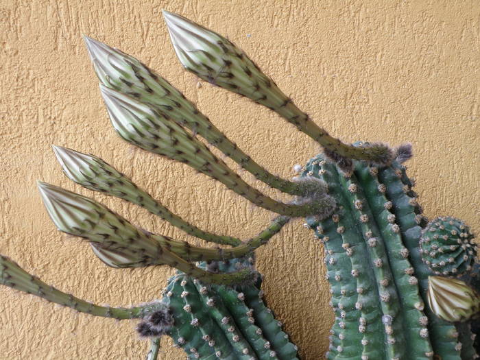 Picture 020 - cactusi