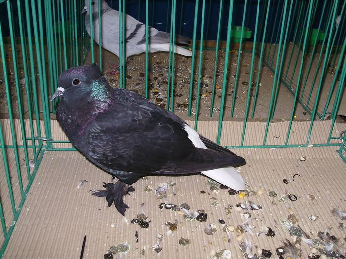 9525 codalb aargauer 0 - 1507 partea 4