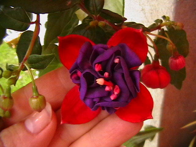 Picture 001