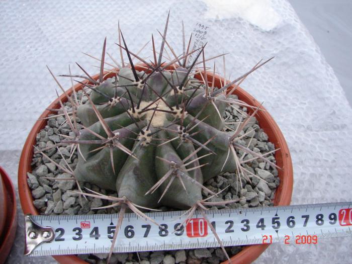 Echinocactus plathyacanthus