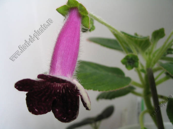 Kohleria Karl Lindberg 3 - KOHLERIA I