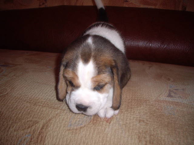 Beagle (1); plecat la Brasov
