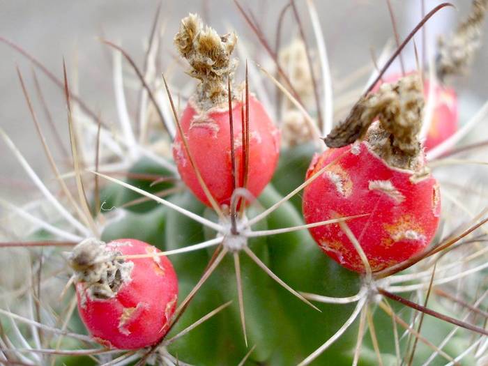 Hamatocactus setispinus - Fructe de cactusi si suculente