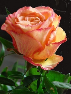 Beautiful_Rose
