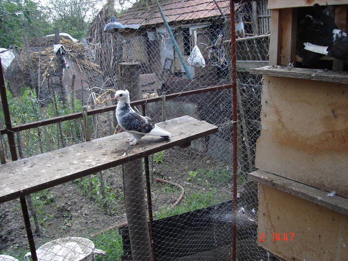 80 - C Porumbei Blueti si Satineti Vechi