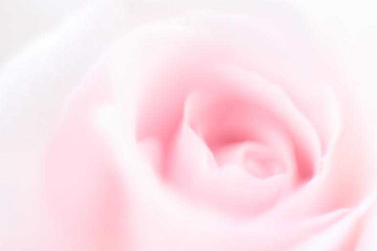pink-rose[1] - trandafiri
