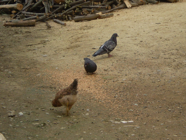 P1010021; uite gaina nea stricat poza sa bagat si ea repede:))
