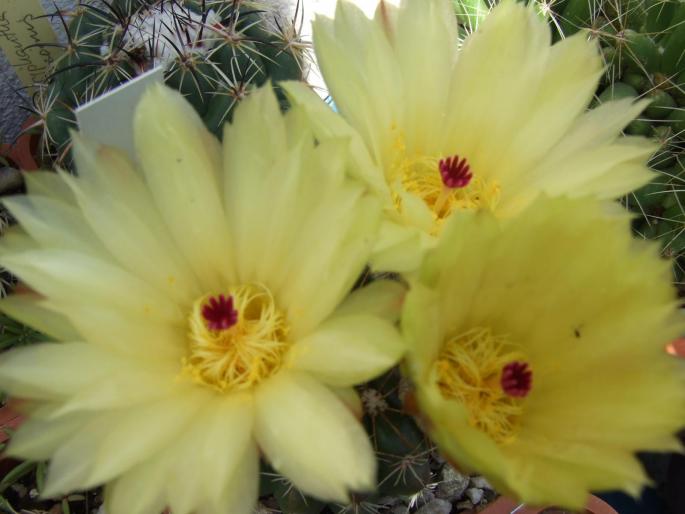 flori de Noto uebelmannianus