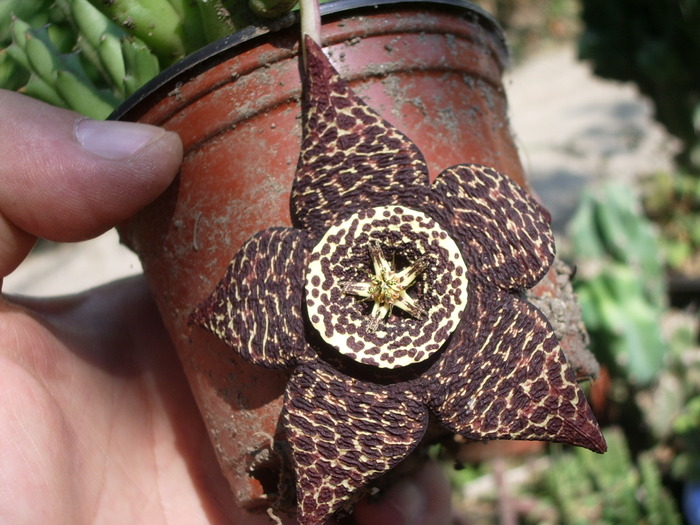 Stapelia variegata - Asclepiadaceae