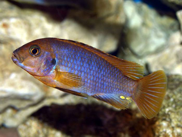 103725 - African Cichlid