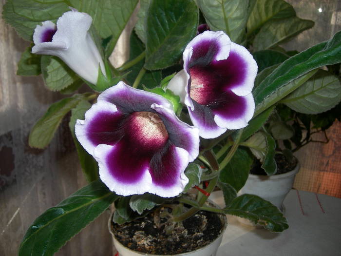 Gloxinia mov  paspolat - Flori - 2009