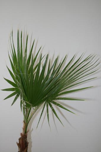 washingtonia filifera; fam. palmae
