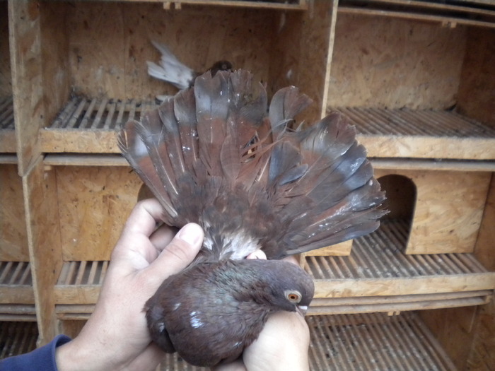 Picture 115 - Raicu 1