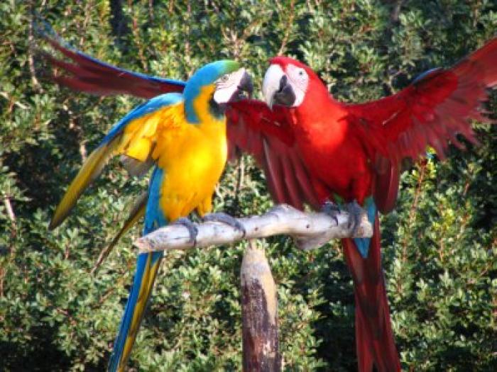 papagali_la_zoo_190 - papagali colorati
