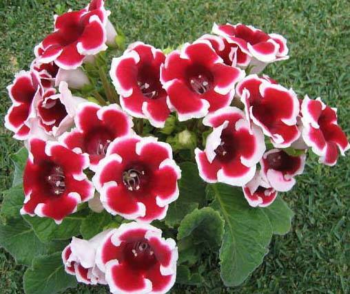 GLOXINIA - Poze cu flori adunate de pe net