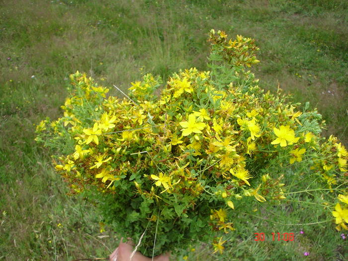 DSC05987 - ALBINUTZELE MELE