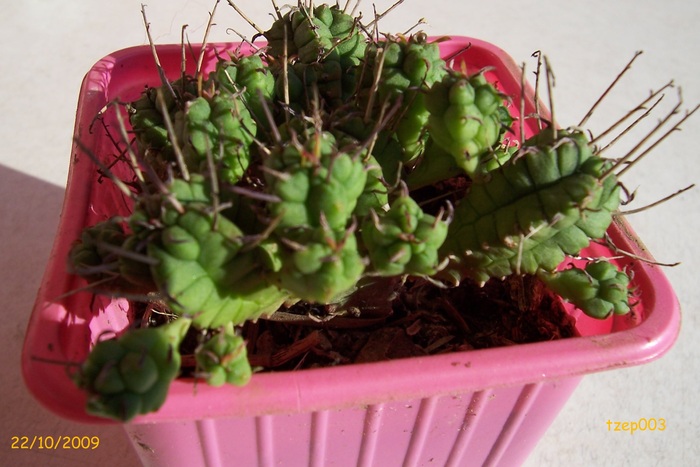 100_6209 - Cactusi 2009